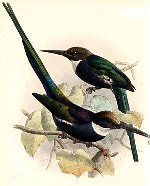 Galbula dea Keulemans