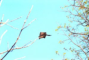 Gliding flying squirrel