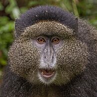 Golden monkey (Cercopithecus kandti) head 2