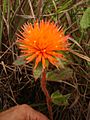 Gomphrena arborescens-1