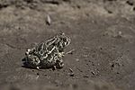 Great Plains toad