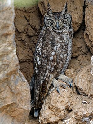 Greyish Eagle Owl P1015371 HR DxO