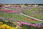 Hadleigh Farm venue MTB cycling 2012 Olympics W cross-country.jpg