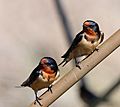 Hirundo rustica PP