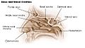 Illu nose nasal cavities