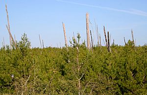 Juniperprairiewilderness2006.jpg