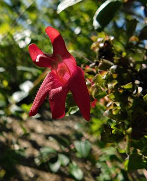 Keckiella corymbosa.jpg