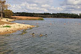 Lake bastrop north shore.jpg