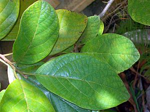 Litsea leefeana leaves.jpg