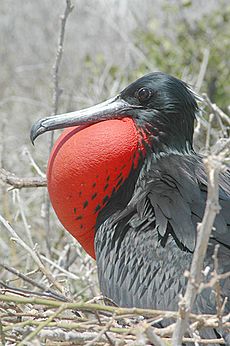 Male Frigate bird