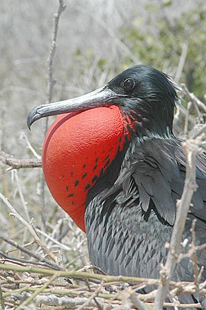 Male Frigate bird.jpg