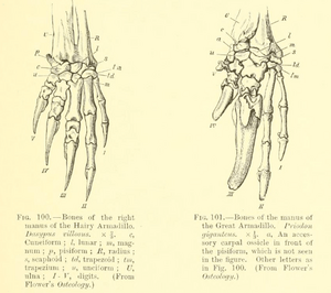 Mani armadilli