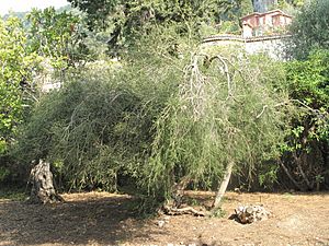 Melaleuca alternifolia (Maria Serena)