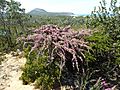 Melaleuca scabra (habit)