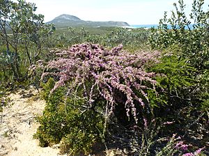 Melaleuca scabra (habit).JPG