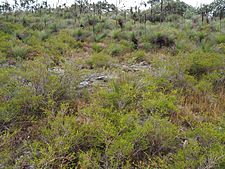 Melaleuca uxorum