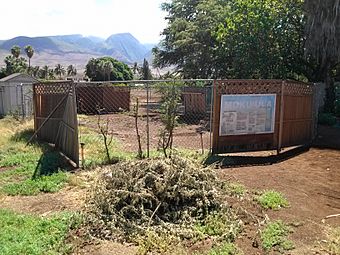 Mokuʻula excavation site 1.jpg