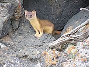 Mustela frenata (5848795808).jpg