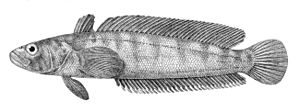 Notothenia rossii.jpg