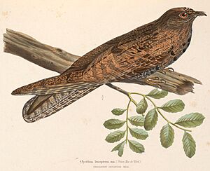 Nyctibius leucopterus male 1849