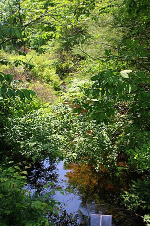 Paint Spring Run looking downstream