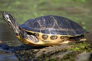 Painted turtle f1.jpg