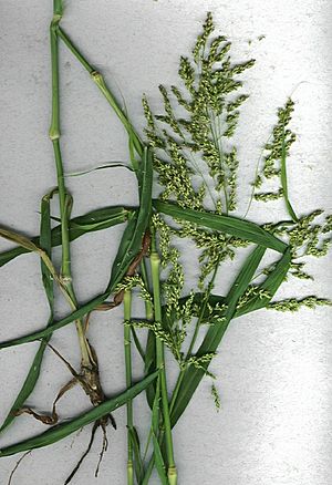 Panicum antidotale detail.jpg