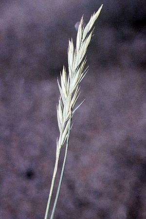 Pascopyrum smithii NRCS-2.jpg