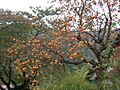 Persimmons yamagata 2005-10