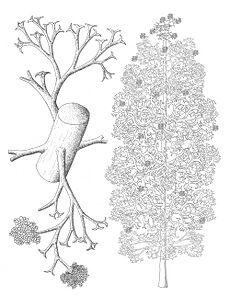 Pertica quadrifaria reconstruccion