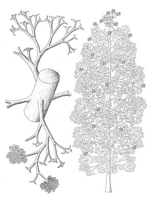 Pertica quadrifaria reconstruccion