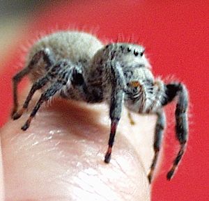 Phidippus octopunctatus 1 PEM.jpg