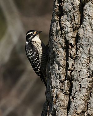 Picoides nuttallii -Olive View, Sylmar, California, USA -female-8.jpg