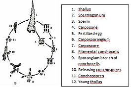 Porphyra haitanensis life cycle