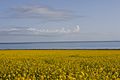 Rapeseed at Qinghai Lake