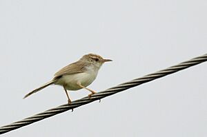 RfPrinia DSC0470