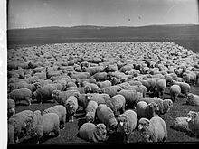 Sheep Station at Bungaree(GN08606)