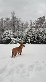 Shikokuinupuppysnow