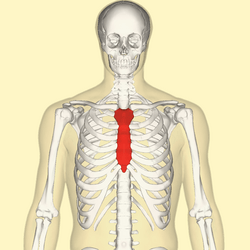 Sternum front.png