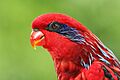 Streaked-lory---Eos-reticulata