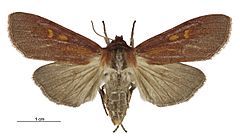 Tmetolophota purdii female.jpg