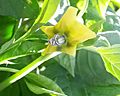 Tomatillo yellow flower