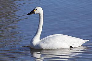 Tundra Swan (Cygnus columbianus) (8571142484).jpg