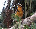 Varied-thrush