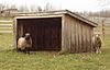 WHHS Sheep Pen.jpg