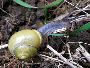 White-lipped Snail (Cepaea hortensis) (9706560289).jpg