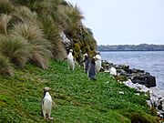 Yellow-eyed Penguins Auckland Islands