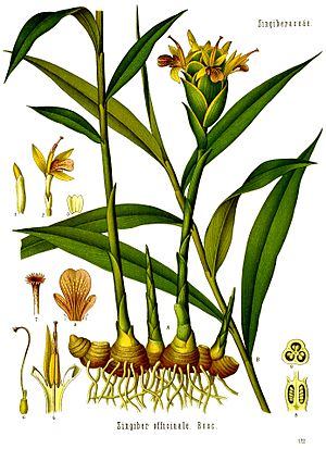 Zingiber officinale - Köhler–s Medizinal-Pflanzen-146.jpg