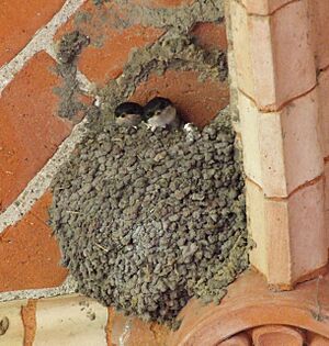 Zwei Jungschwalben im Nest