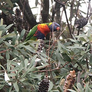 20050219 Chelsea LorikeetInBanksia